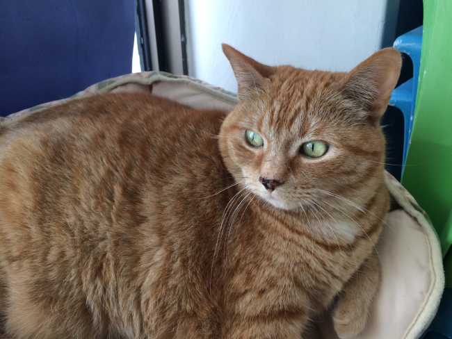 Mongrel on Adoptico.com