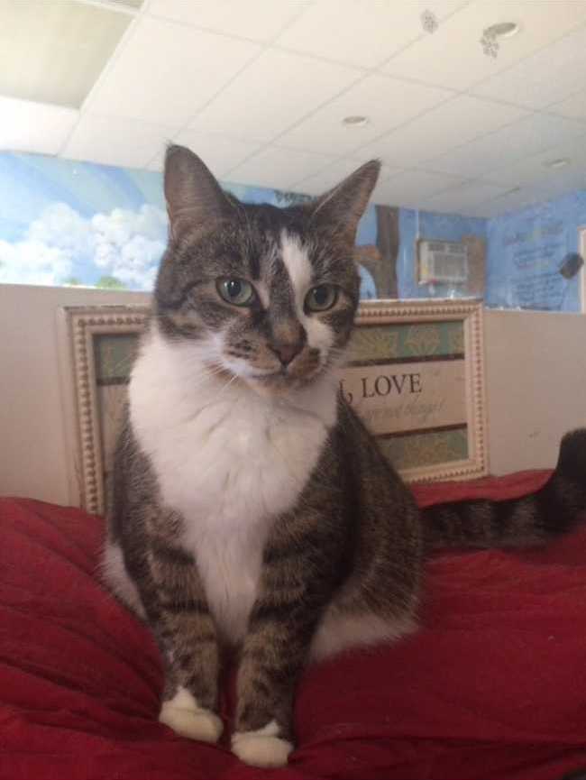 Mongrel on Adoptico.com