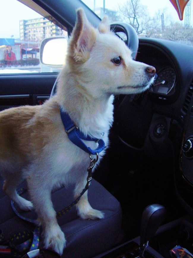 Pomeranian on Adoptico.com