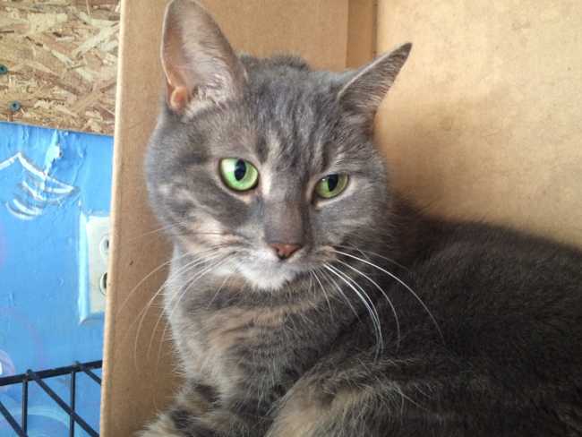 Mongrel on Adoptico.com