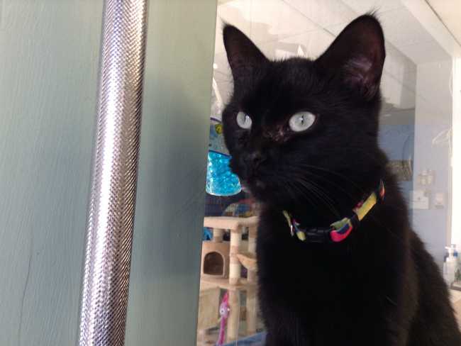 Mongrel on Adoptico.com