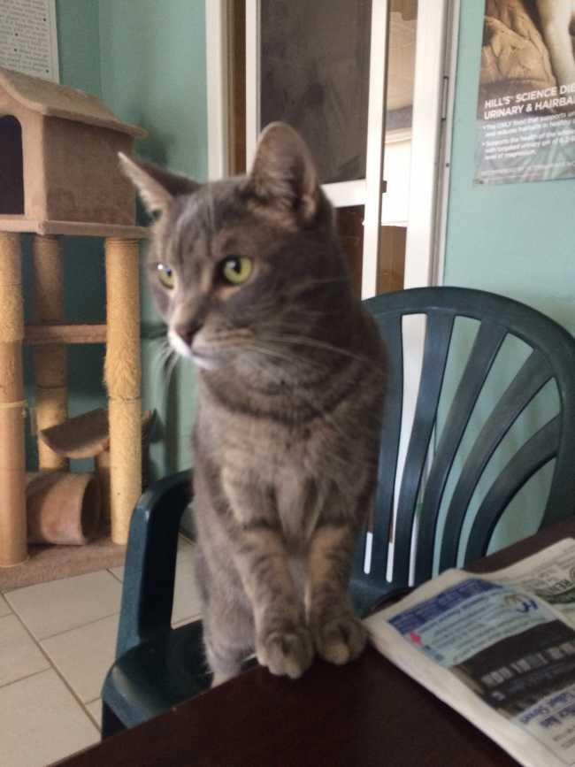 Mongrel on Adoptico.com