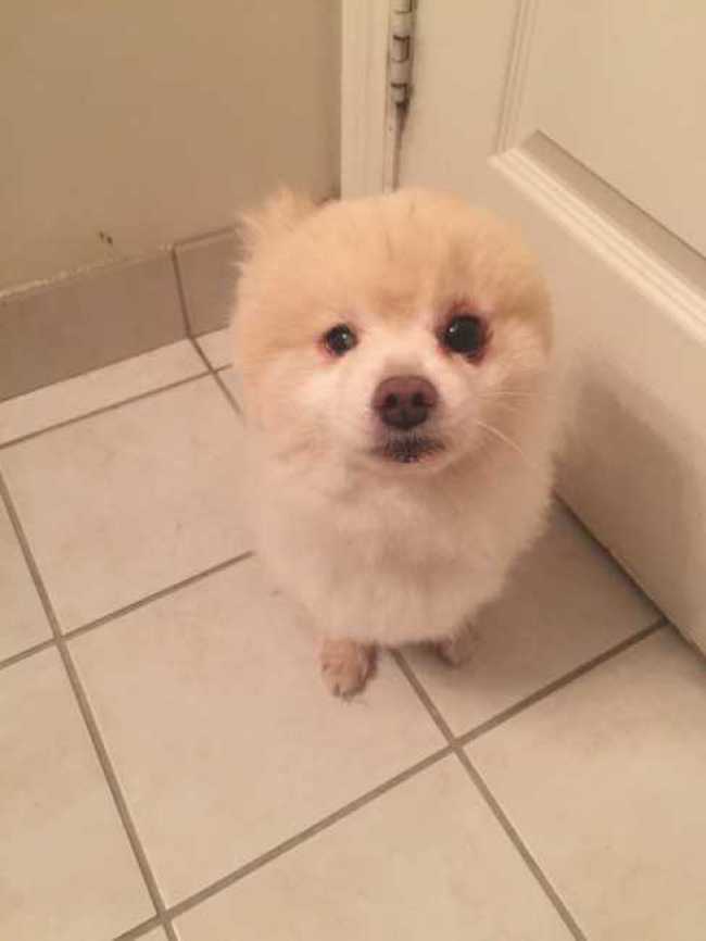 Pomeranian on Adoptico.com