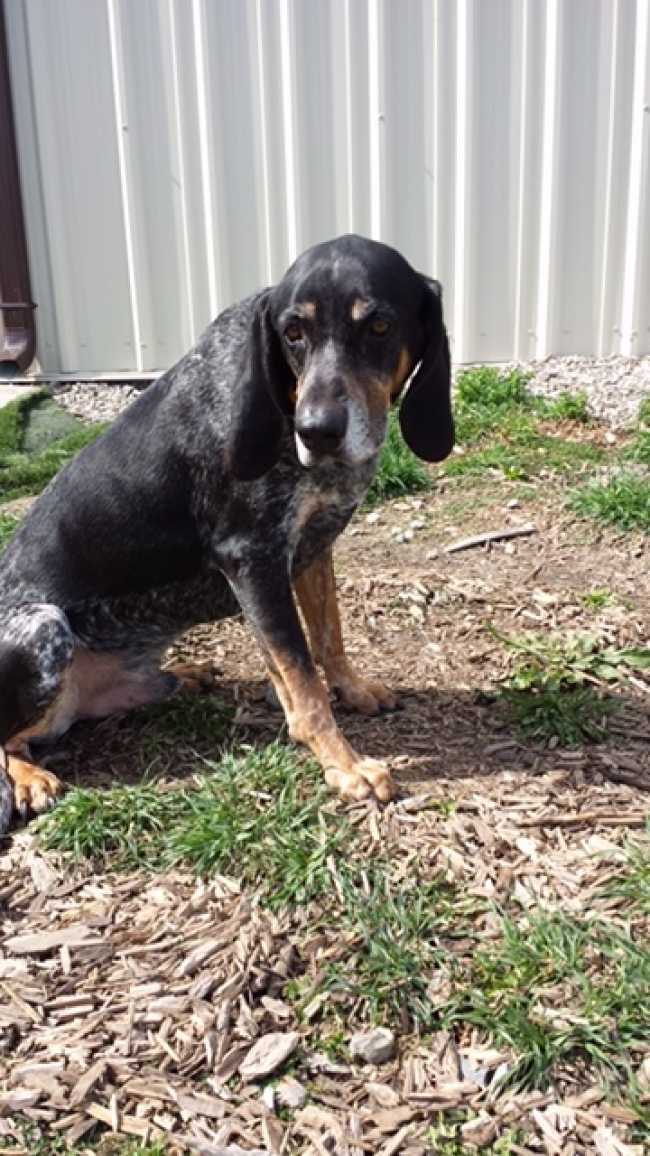 Bluetick Coonhound on Adoptico.com
