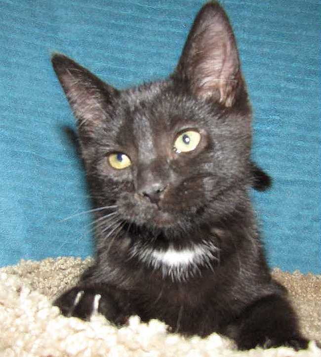 American Shorthair on Adoptico.com