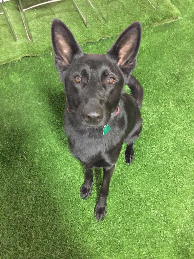German Shepherd on Adoptico.com