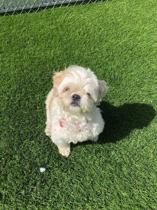 Shih Tzu on Adoptico.com