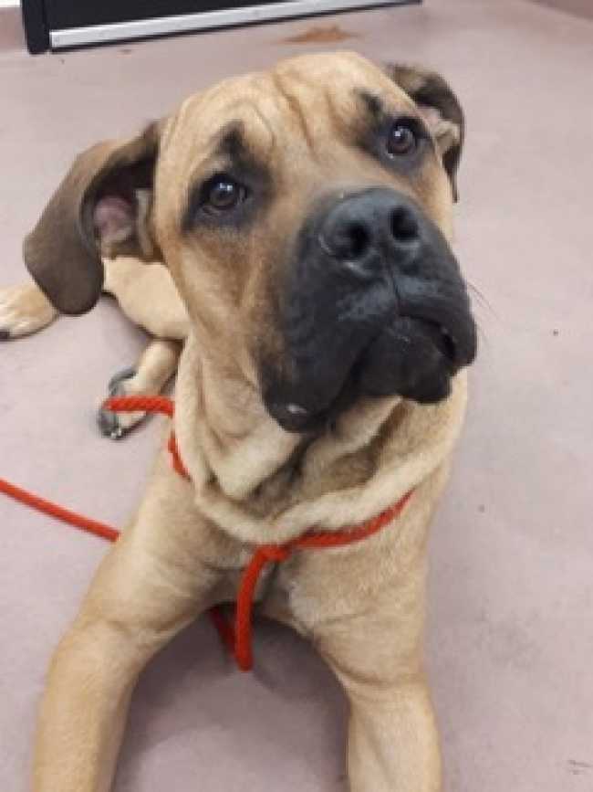 Mastiff on Adoptico.com
