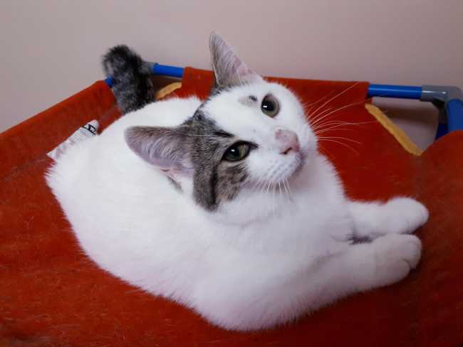 American Shorthair on Adoptico.com