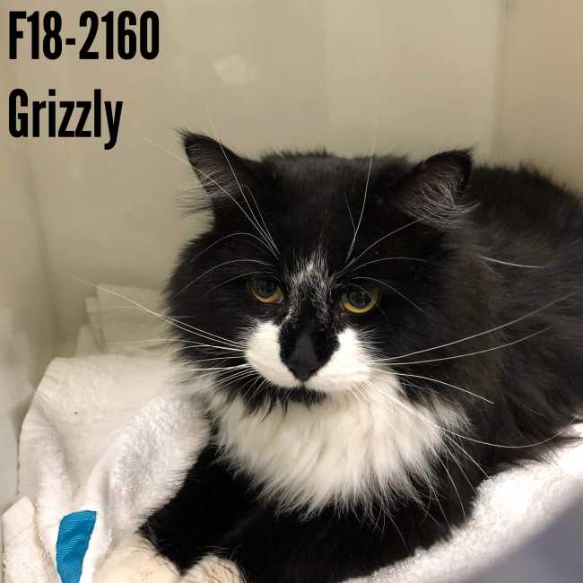 American Shorthair on Adoptico.com