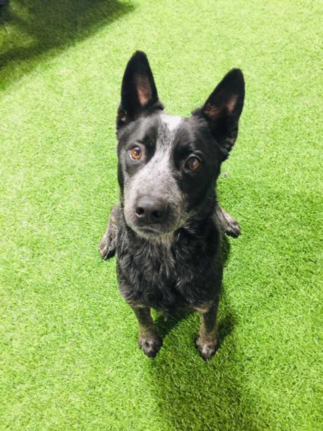 Australian Cattle Dog on Adoptico.com