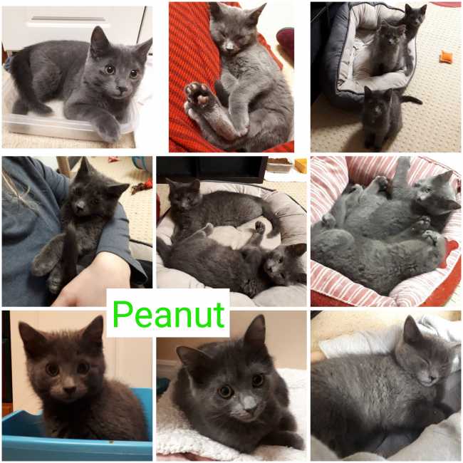 Russian Blue on Adoptico.com