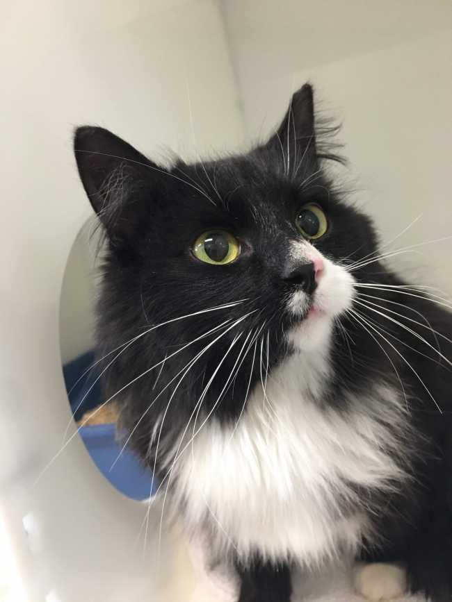 Mongrel on Adoptico.com