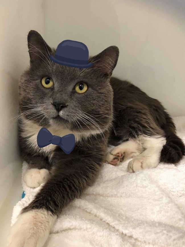 Domestic Medium-Hair on Adoptico.com