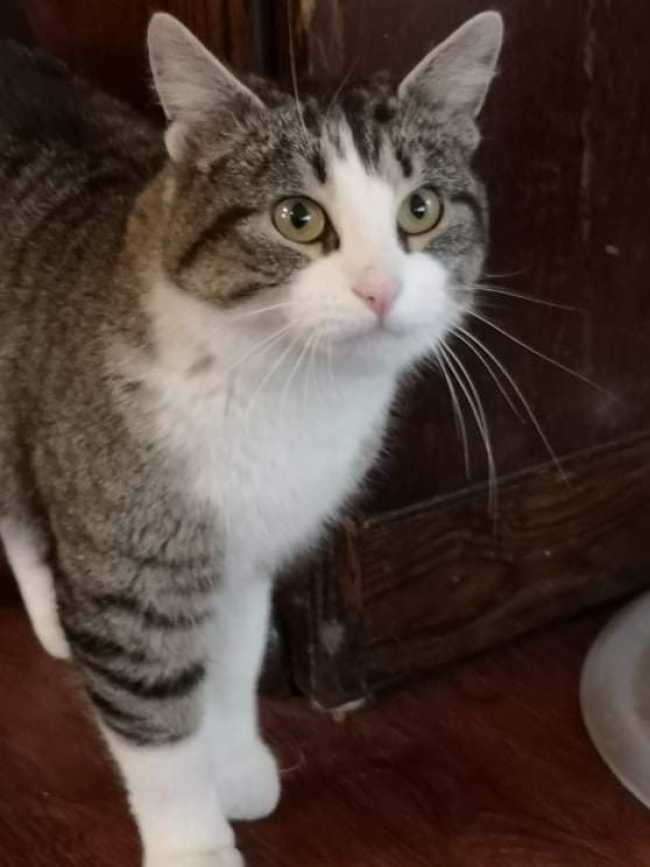 Domestic Short-Hair on Adoptico.com