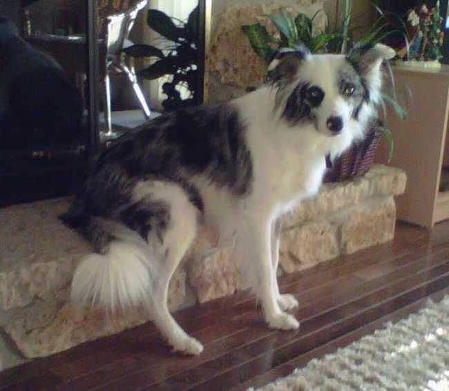 Border Collie on Adoptico.com