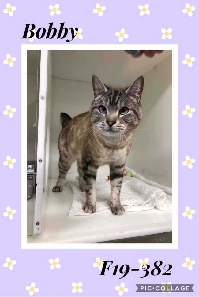 Siamese on Adoptico.com