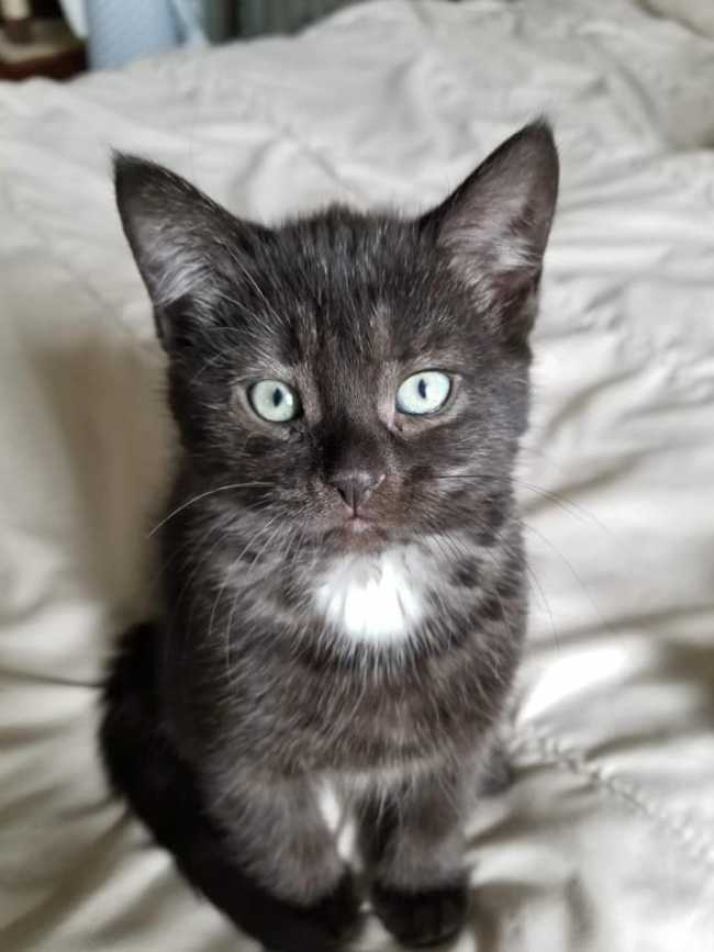 Domestic Short-Hair on Adoptico.com