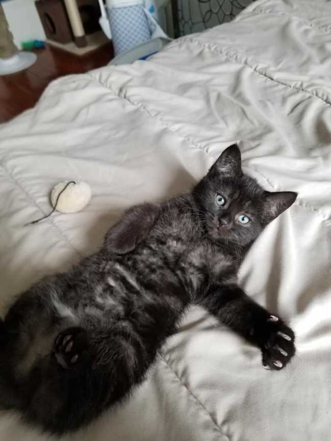 Domestic Short-Hair on Adoptico.com