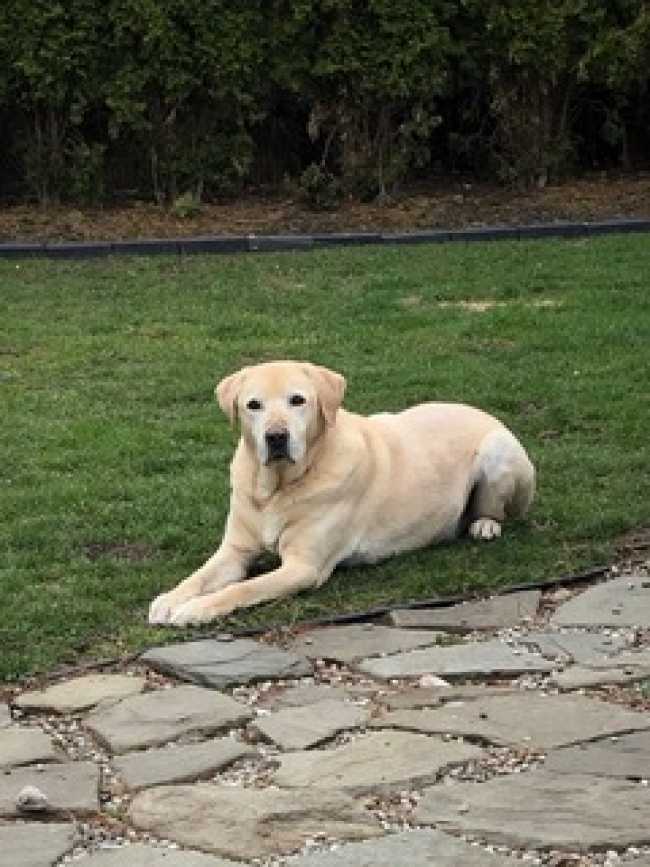 Labrador Retriever on Adoptico.com