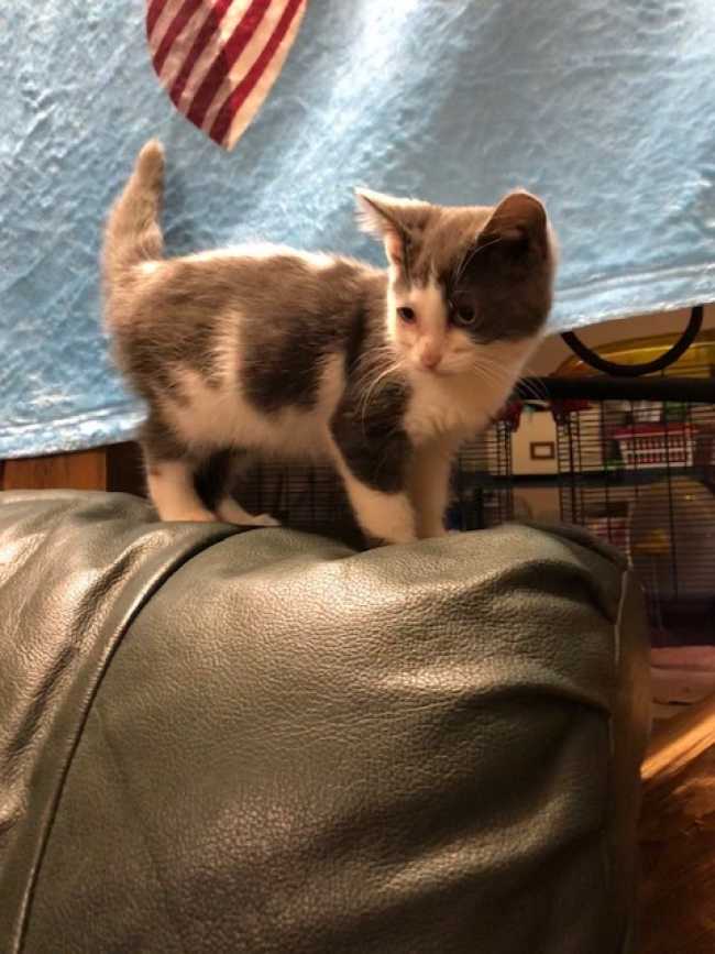 Domestic Medium-Hair on Adoptico.com